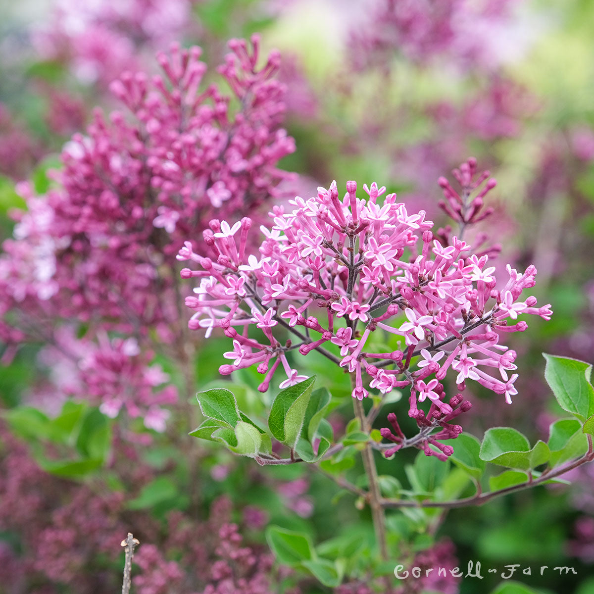 Syringa meyeri Palibin Dwarf Korean 2gal Lilac pink