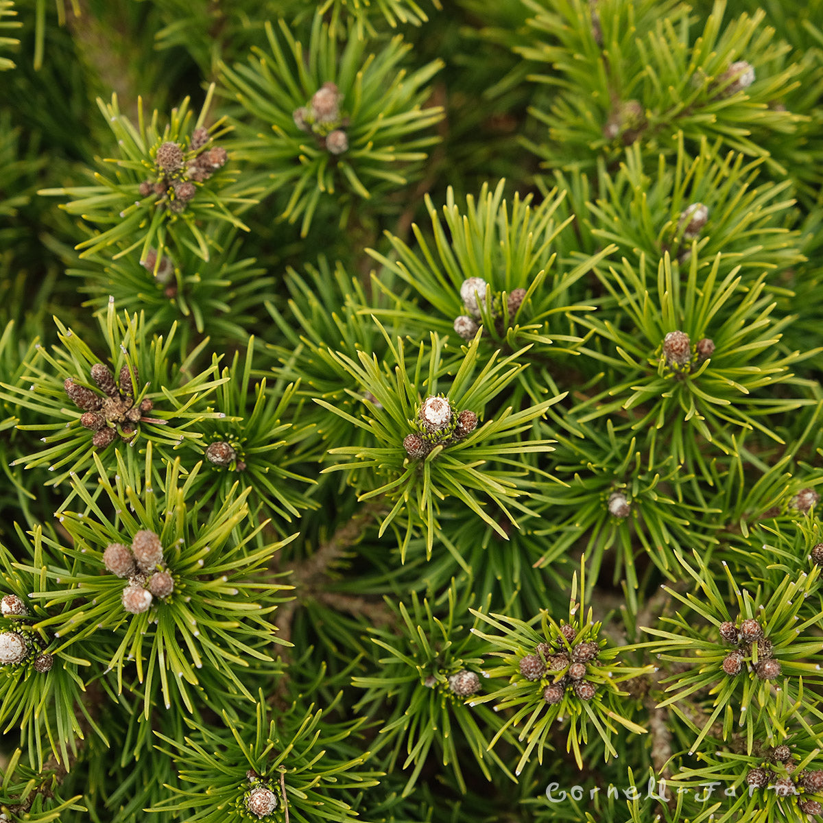 Pinus m. Valley Cushion 4in Mugo Pine LPP