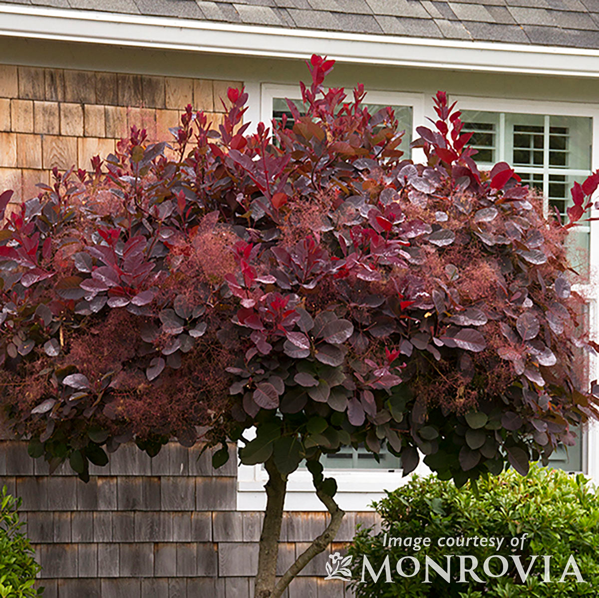 Cotinus coggygria Royal Purple 3gal Smoke Bush