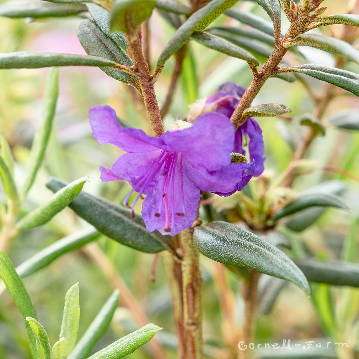 Rhododendron Night Editor 2gal