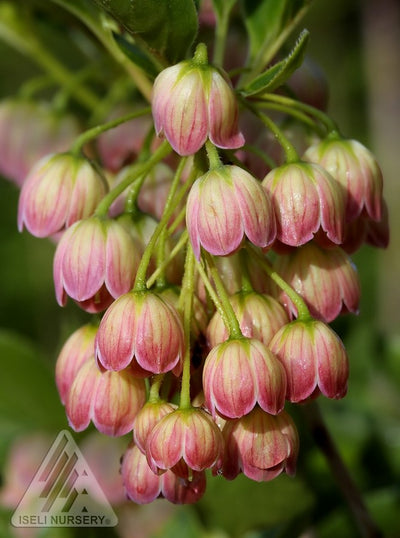 Enkianthus camp Jan Iseli Pink 5gal