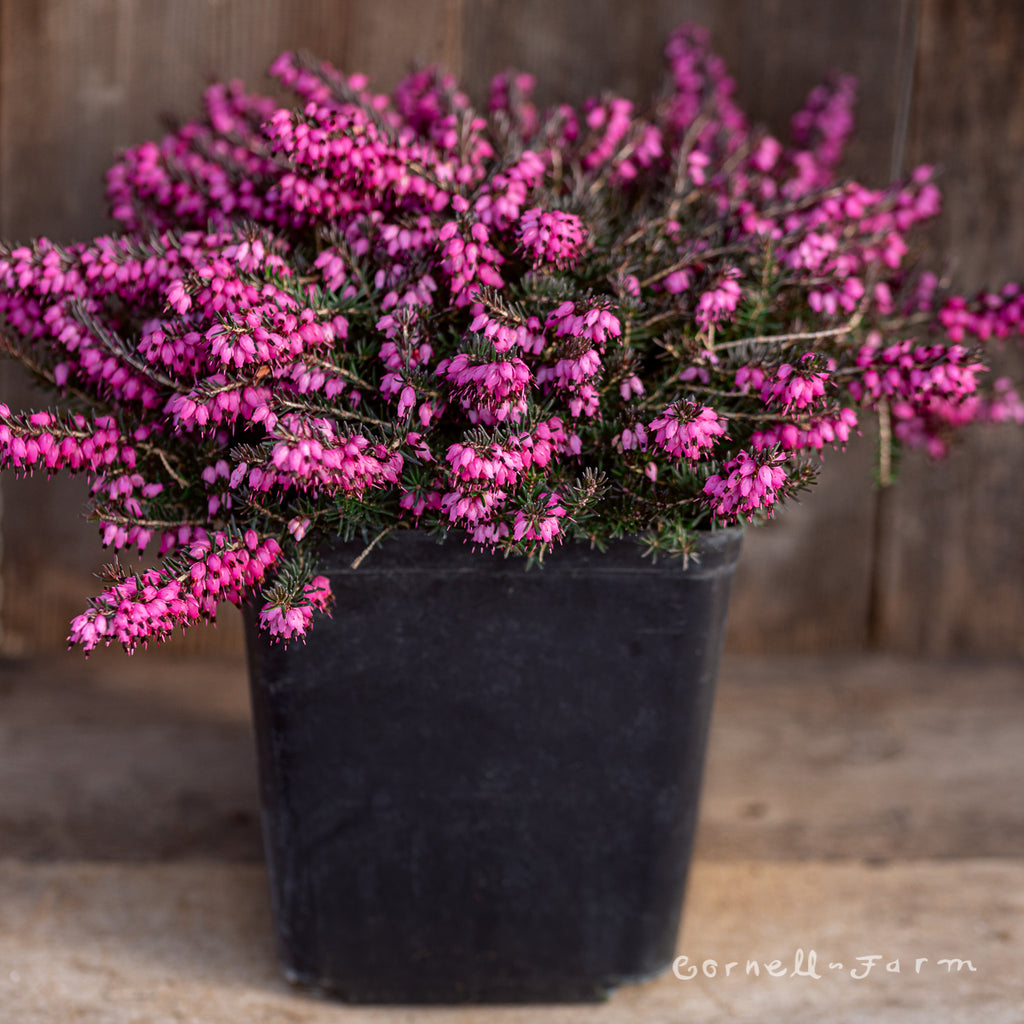 Erica x darl. Kramers Red/Kramers Rote Qrt Winter Heath – Cornell Farm