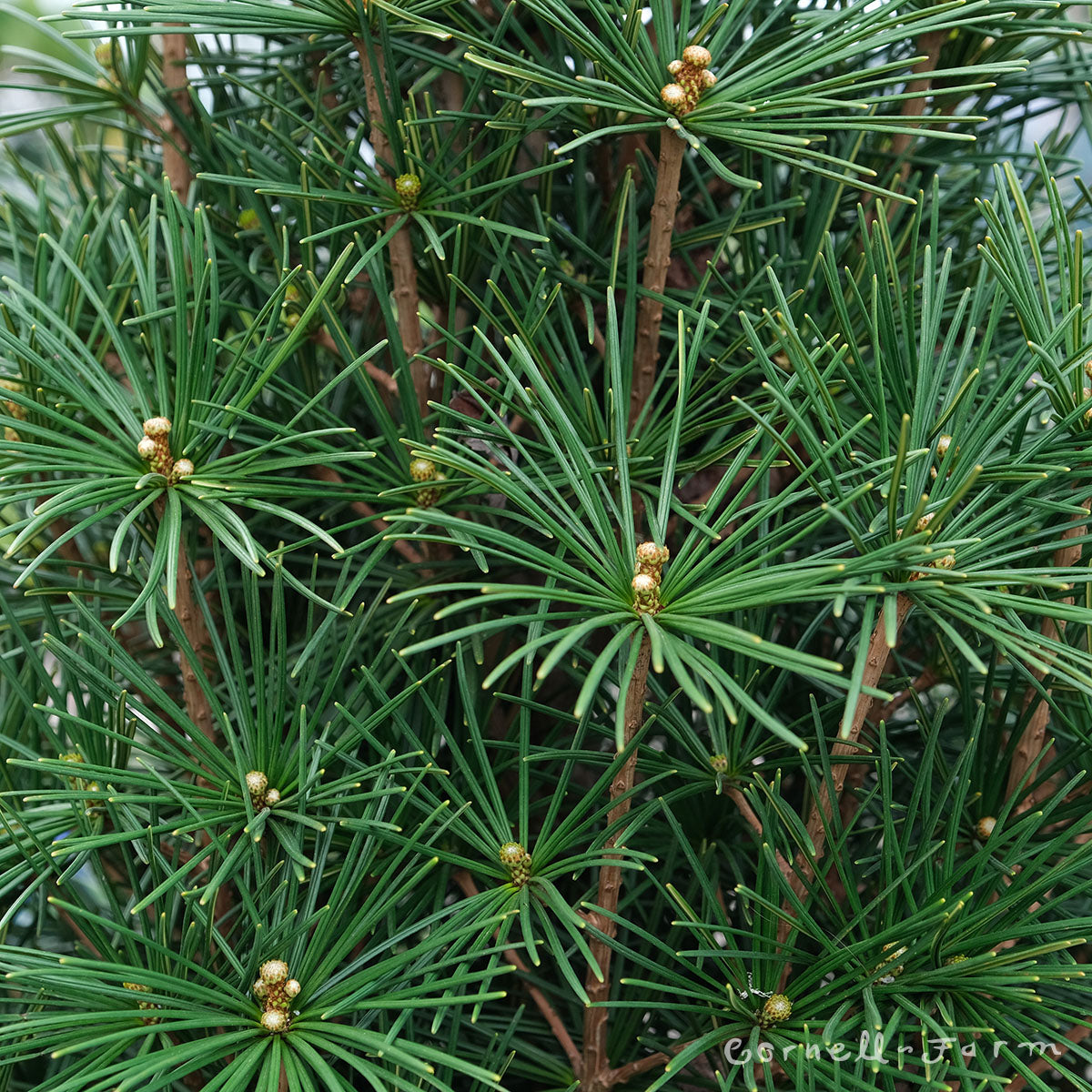 Sciadopitys v. Joe Kozey 3gal Japanese Umbrella Pine