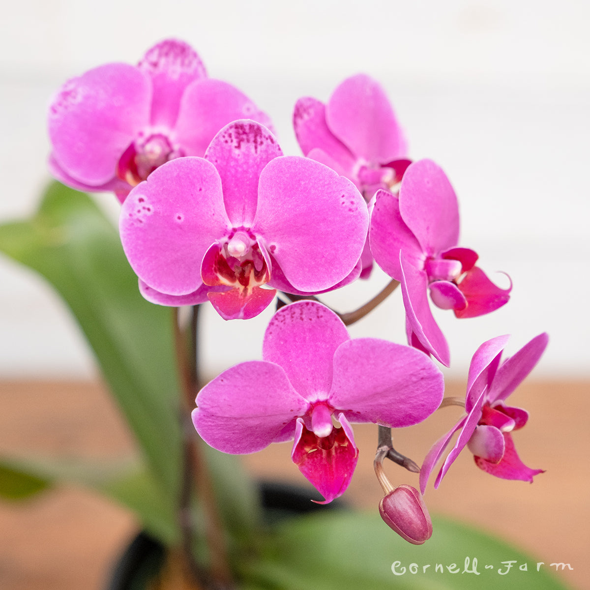 Phalaenopsis Orchid 4in pink/purple
