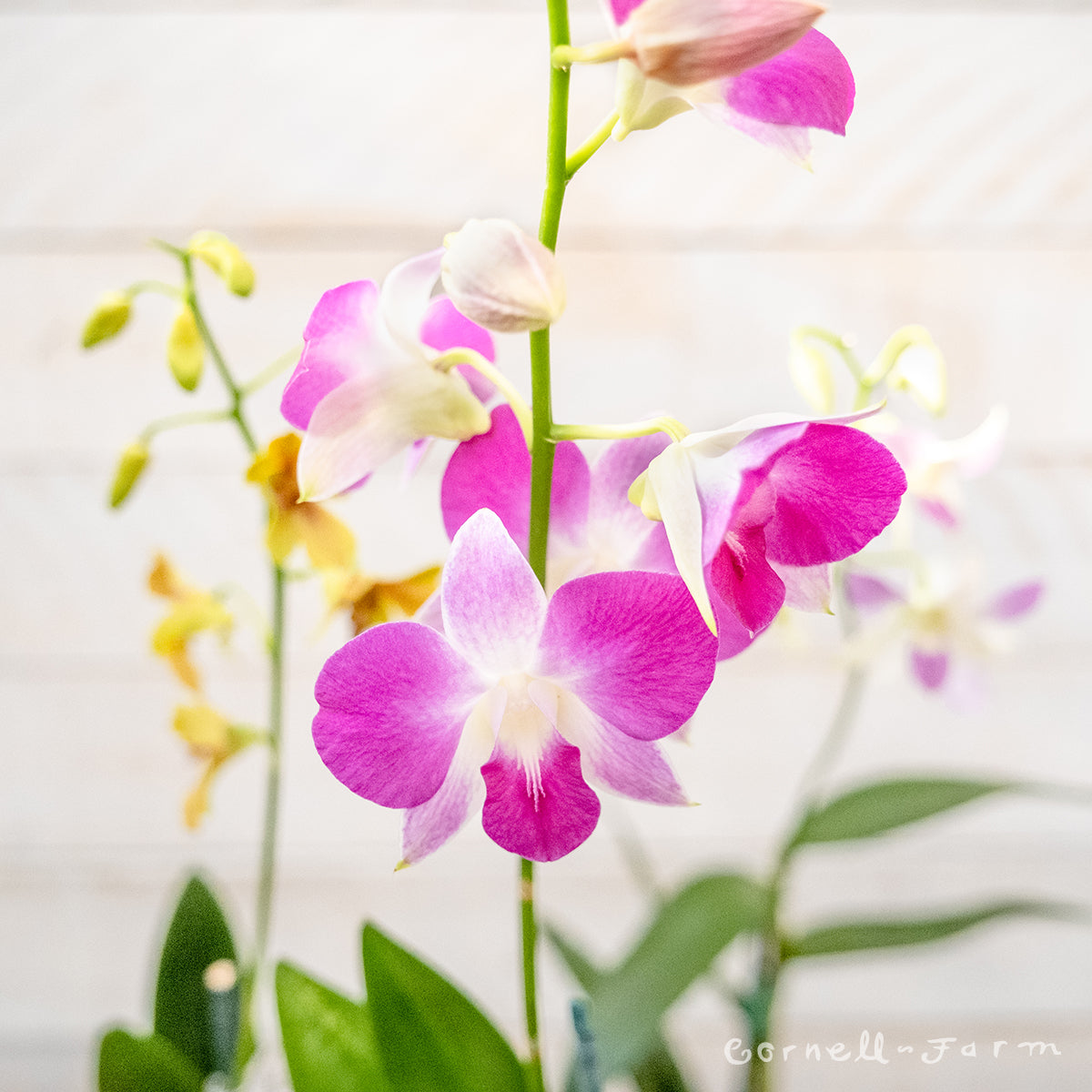 Orchid Dendrobium 4in