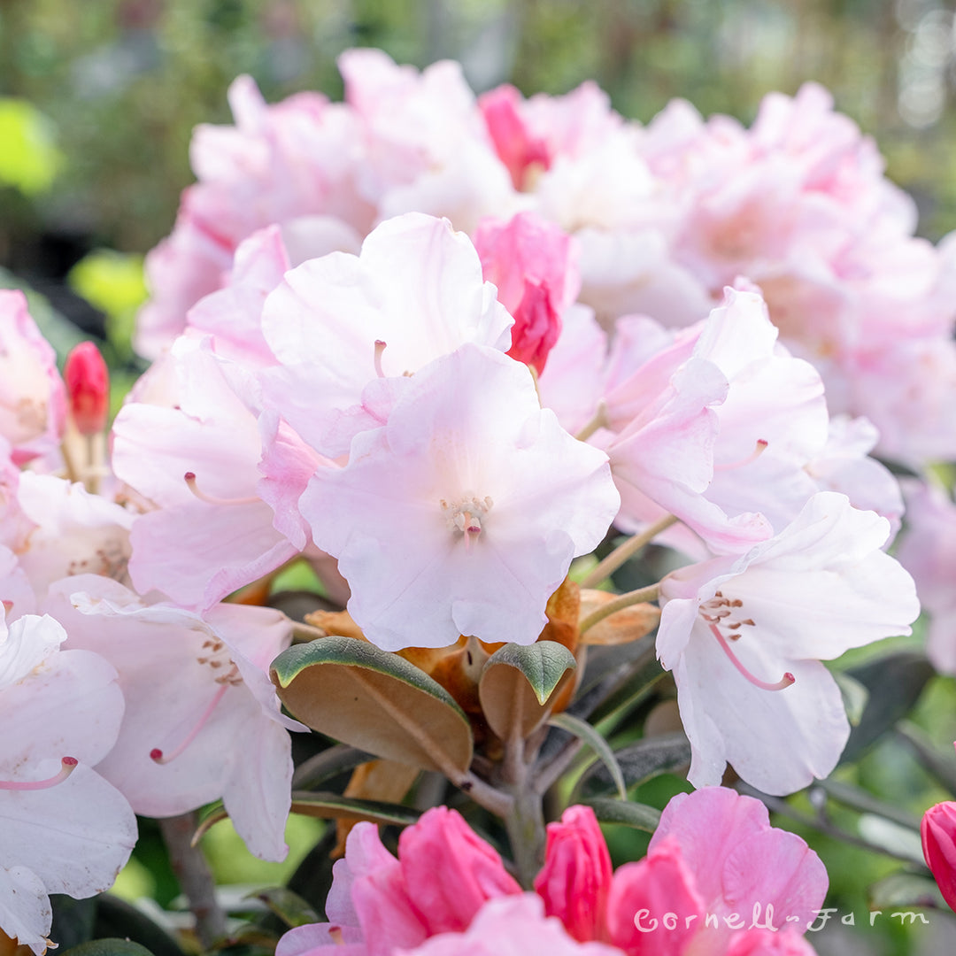 Rhododendron Yaku Sunrise 2gal Pink – Cornell Farm