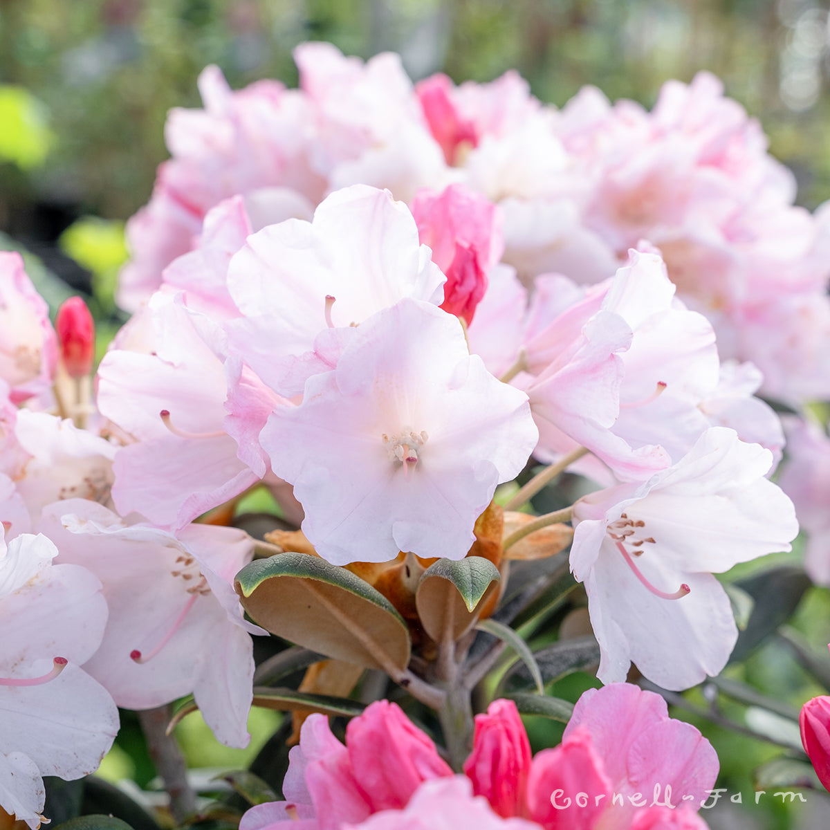 Rhododendron Yaku Sunrise 2gal