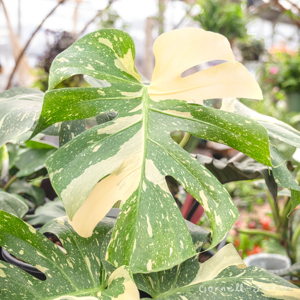 Monstera deliciosa 12inch/5g Thai Constellation – Cornell Farm