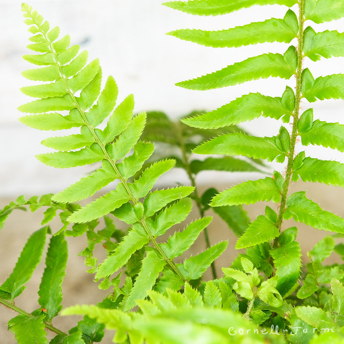 Polystichum munitum SHORTGP Sword Fern