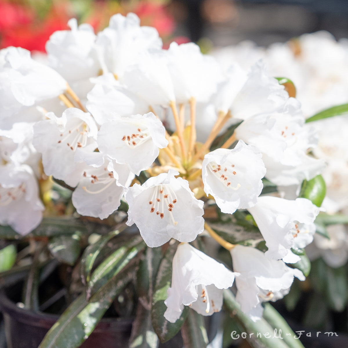 Rhododendron Yaku Angel 1gal