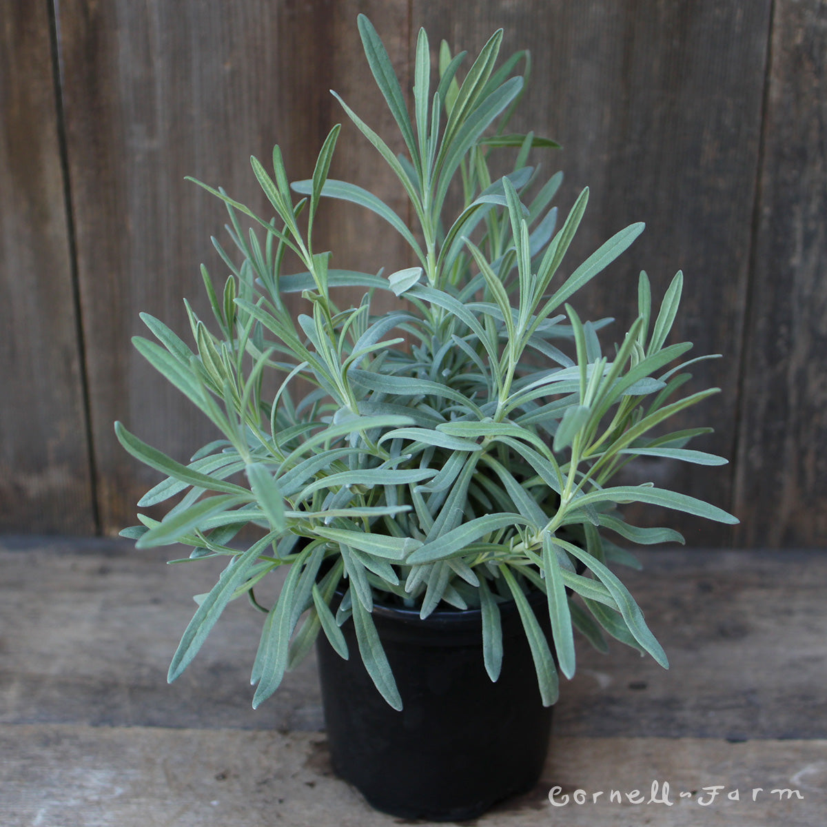 french lavender house plant Lavandula int Provence 4.25in French Lavender CF – Cornell Farm