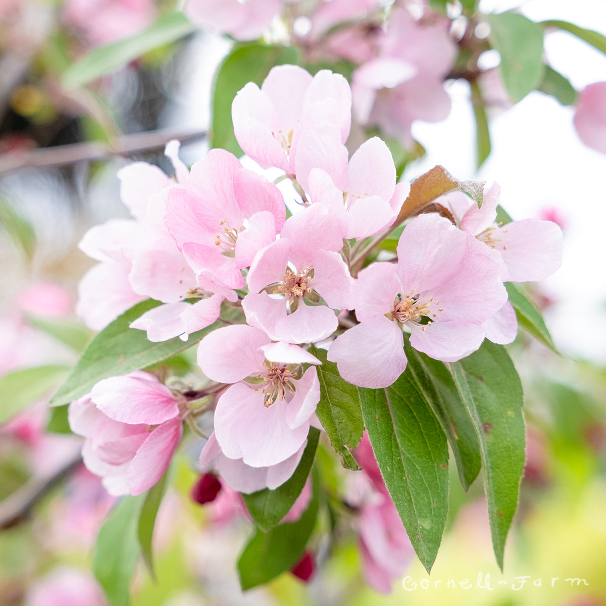 Malus s. Indian Magic 15gal. Crabapple 1.5in cal