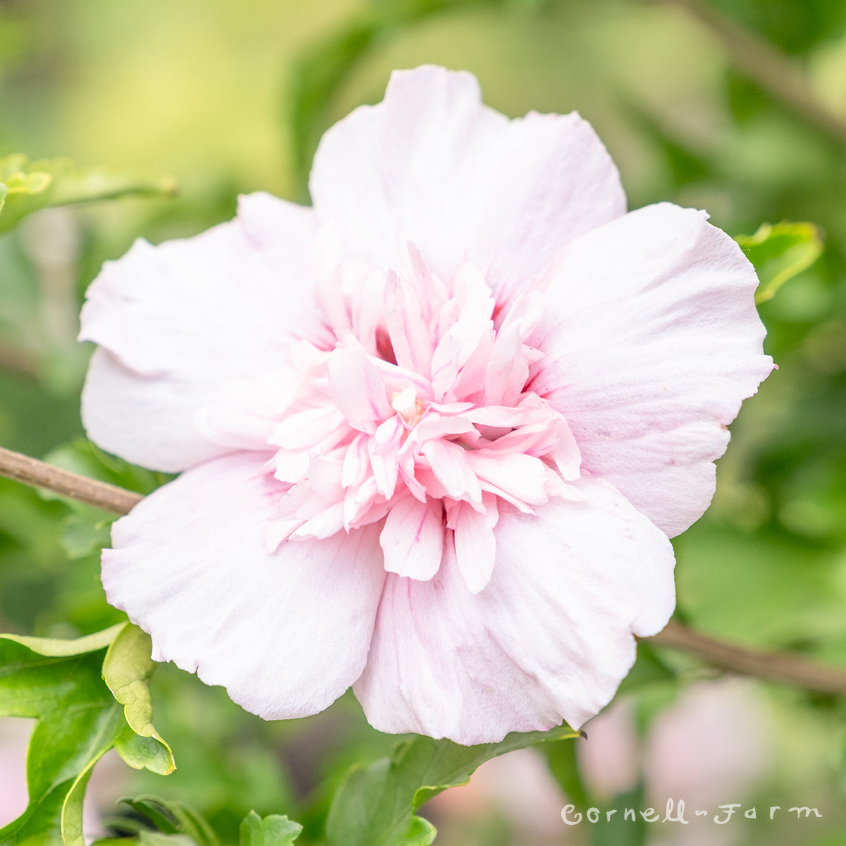 Hibiscus s. Pink Chiffon 10gal STD Hardy Rose of Sharon