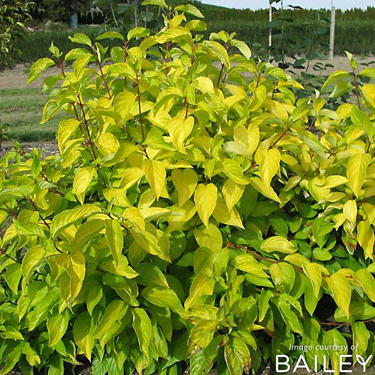 Cornus alba Neon Burst 5gal Dogwood Shrub