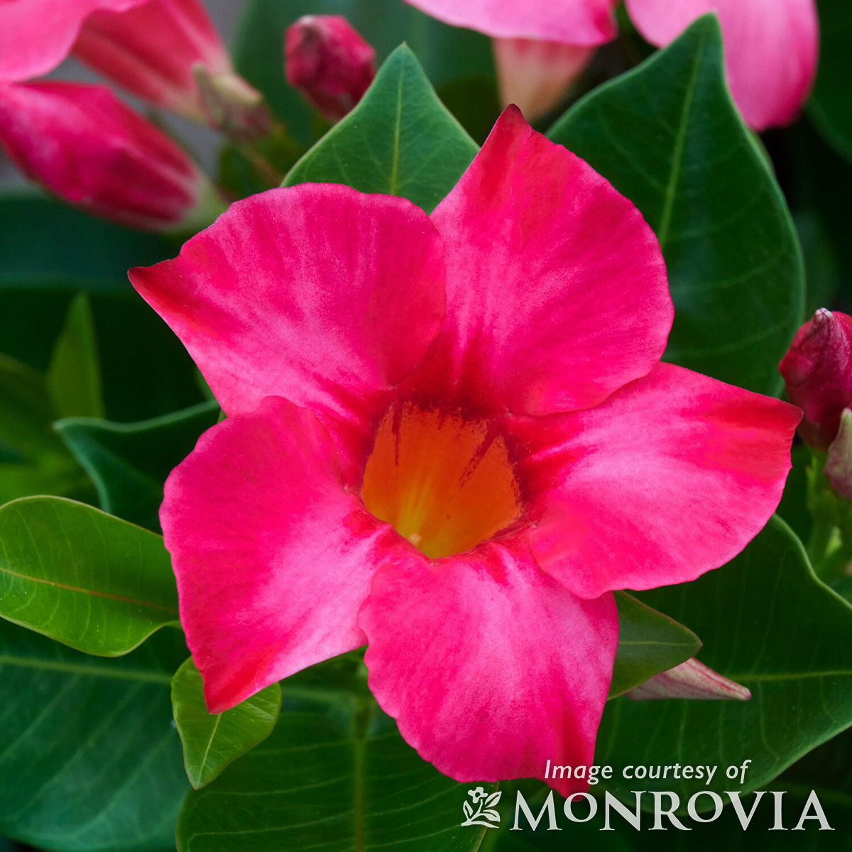 Mandevilla Madinia Coral Pink Qrt