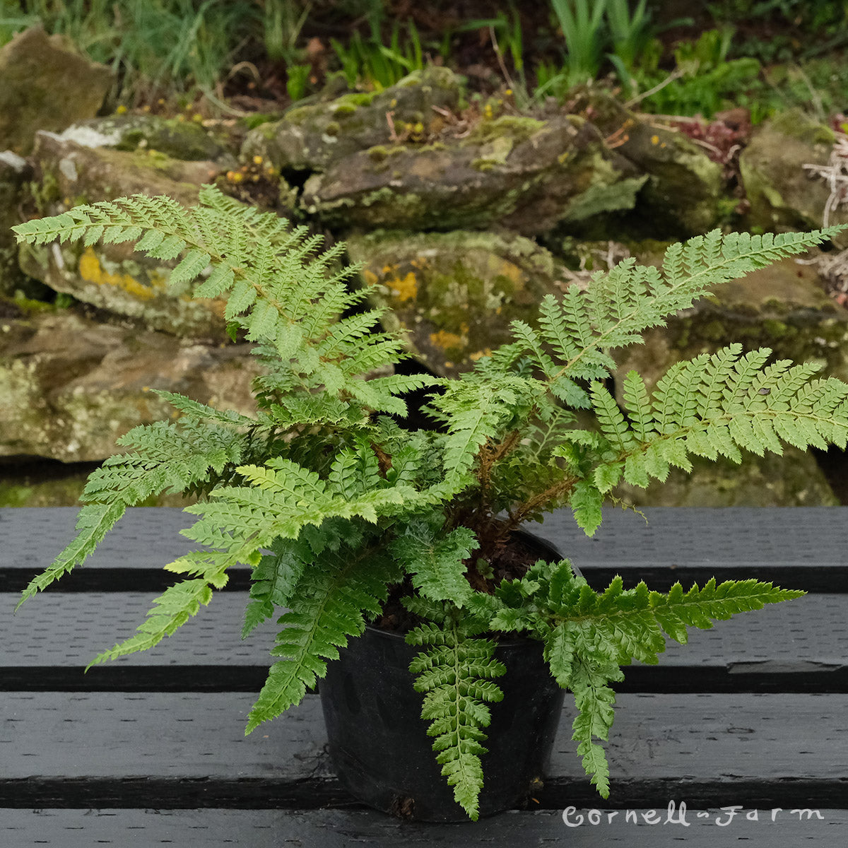 Polystichum polyblepharum  SHORTGP Tassel Fern