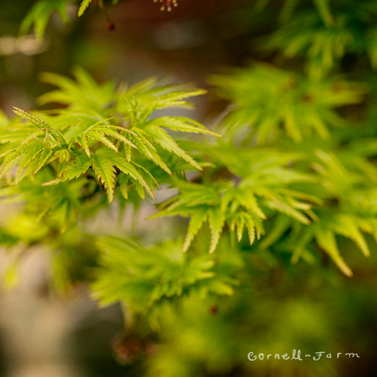 Acer p. Sharp's Pygmy 16in Box Dwarf Japanese Maple