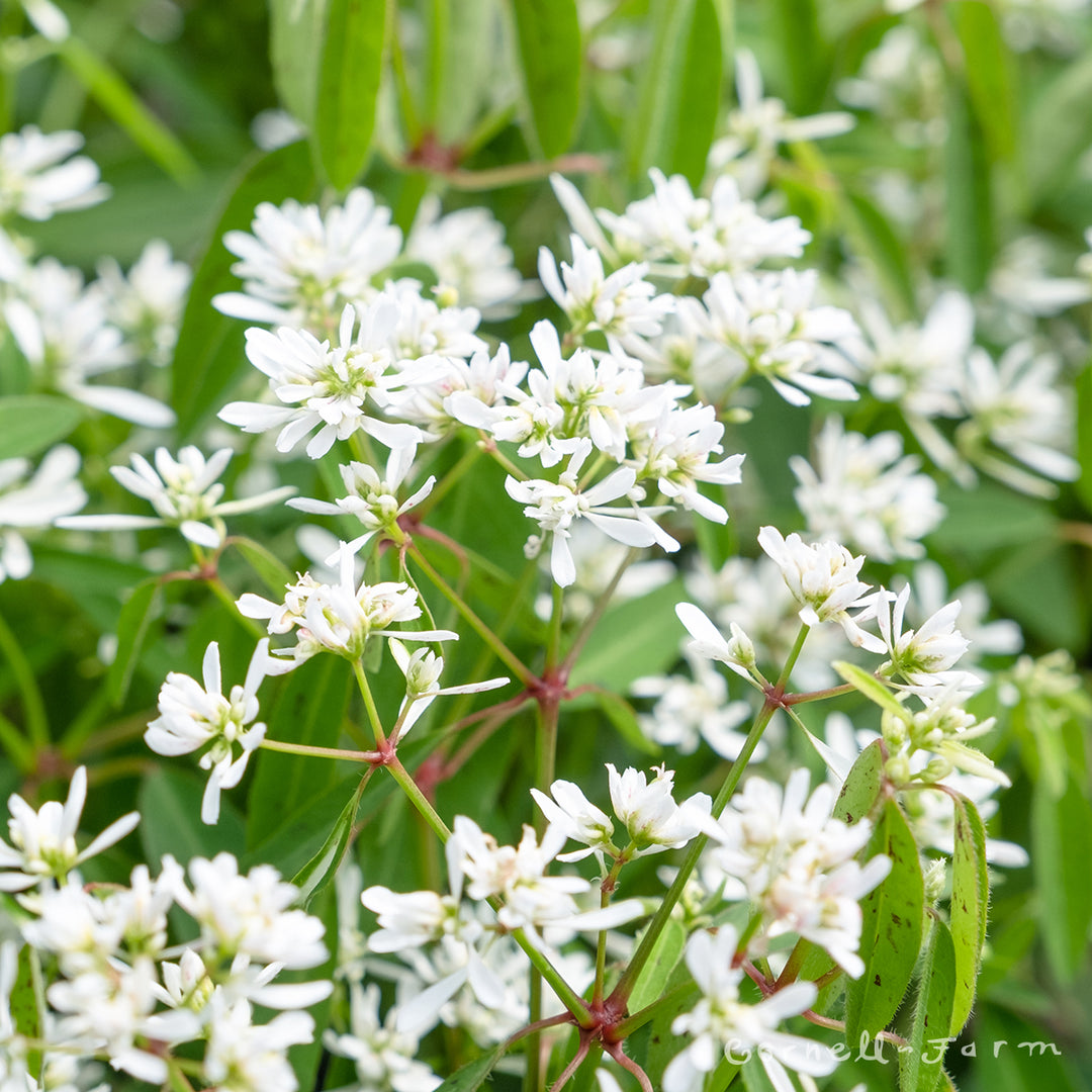 star スノーホワイト セガトイズ PKG-80544A Euphorbia Starblast Snowdrift 4.25in. CF – Cornell Farm