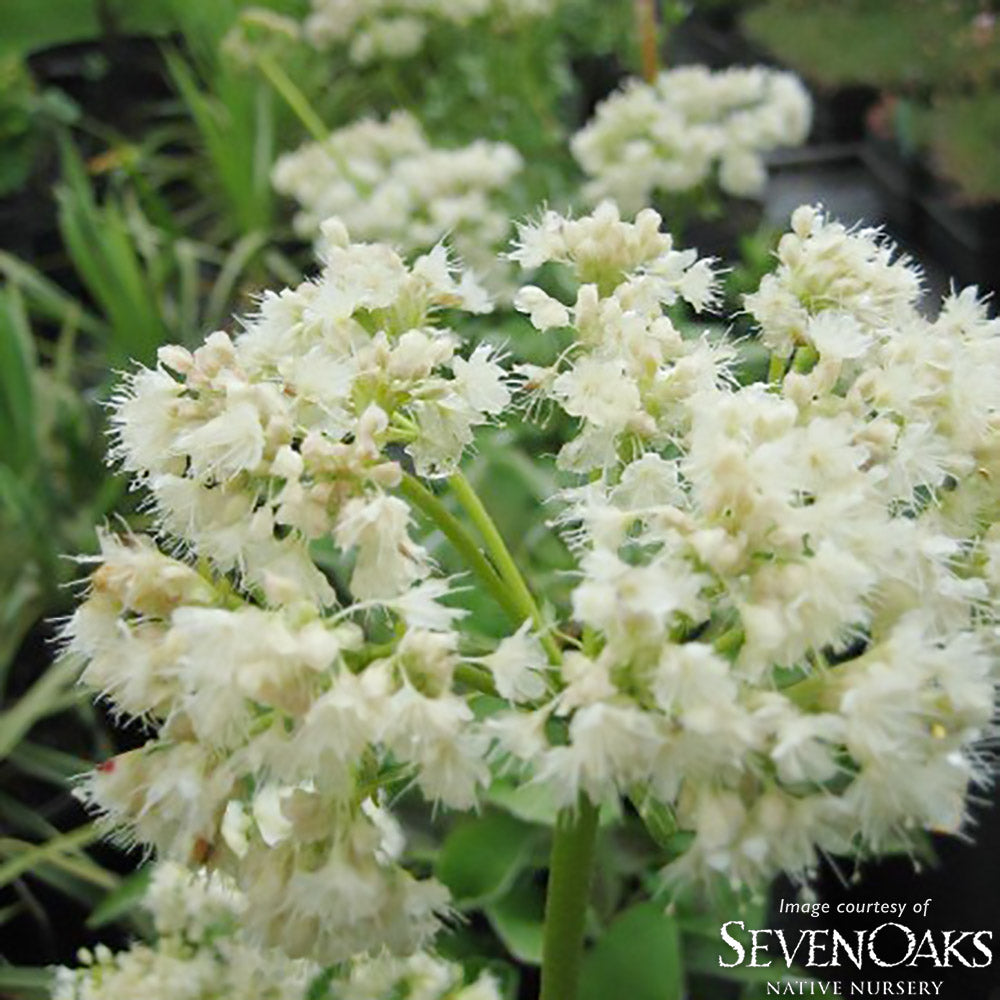 Eriogonum compositum 1gal  Arrowleaf Buckwheat