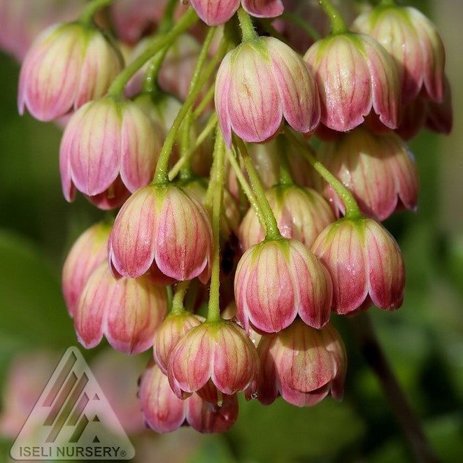 Enkianthus camp Jan Iseli Pink 5gal