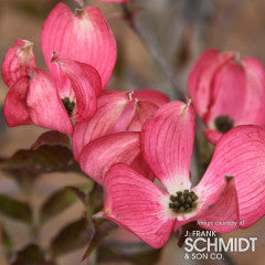 Cornus f. Cherokee Brave 15gal 1.5"cal Dogwood Tree 5-6' pink