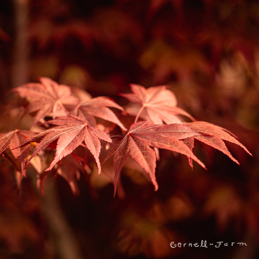 Acer p. Bloodgood 6-7ft Japanese Maple – Cornell Farm