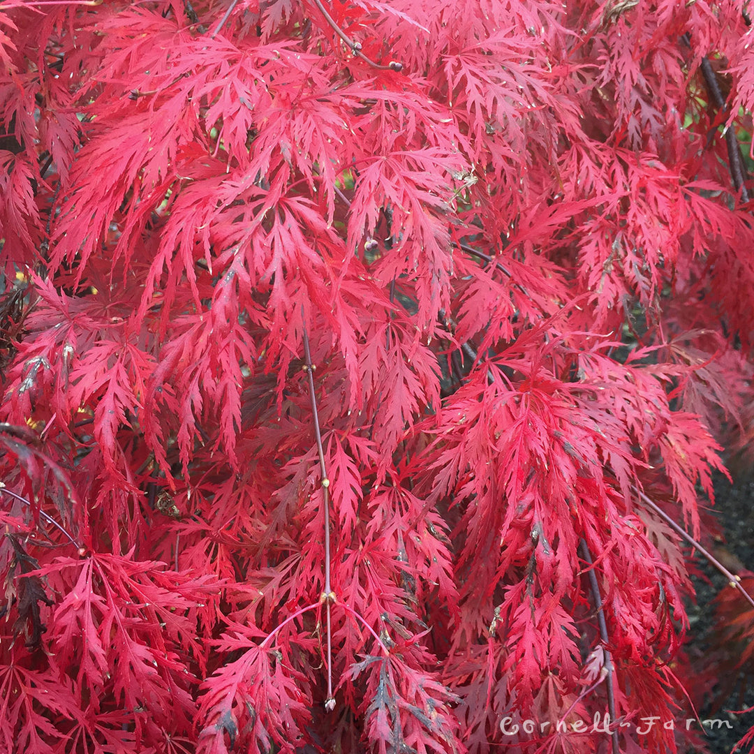 Acer p. Orangeola 15gal Japanese Maple – Cornell Farm