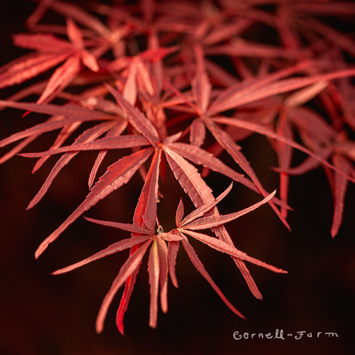 Acer p. l. Red Spider 6gal Japanese Maple