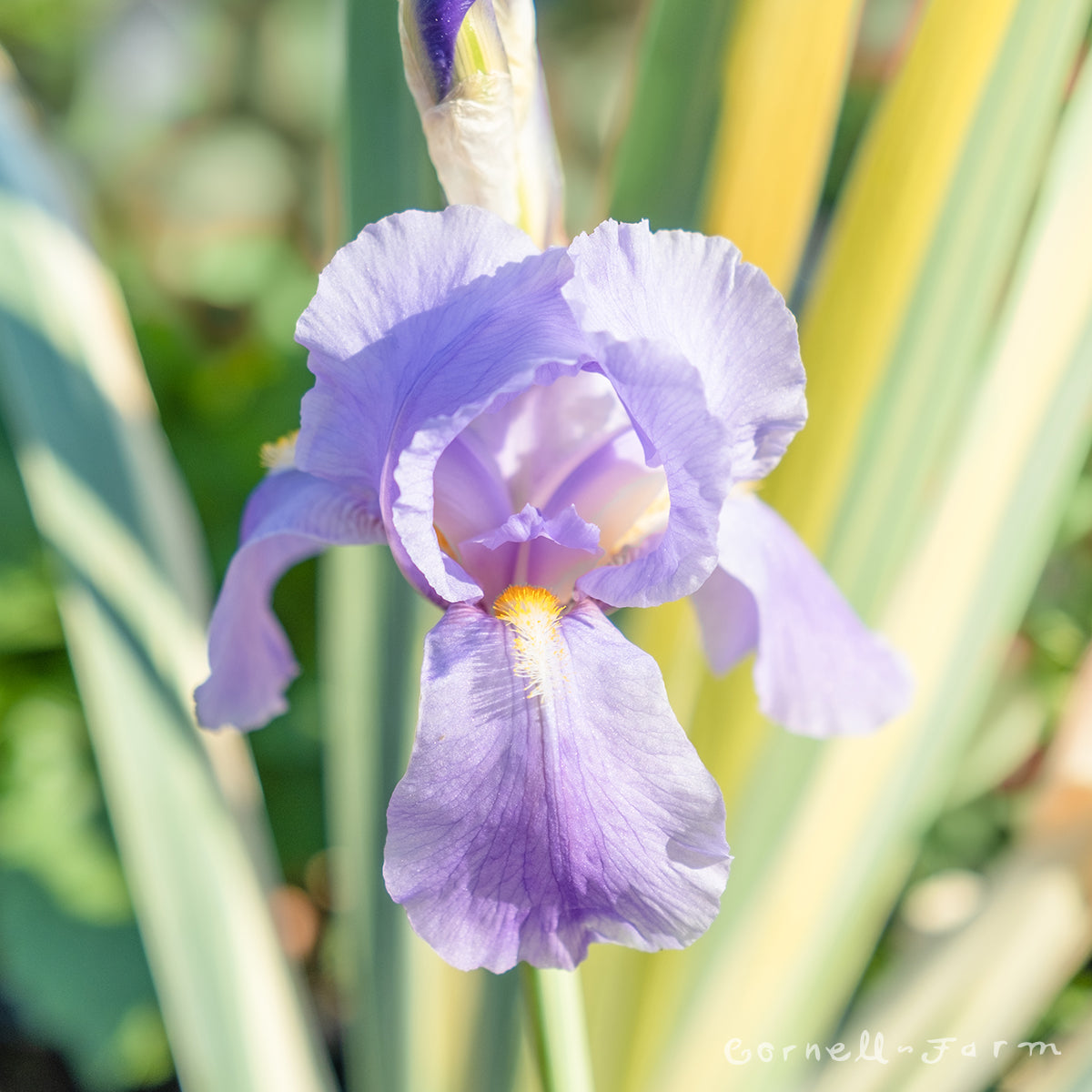Iris pallida Aureo Variegata 1gal CF