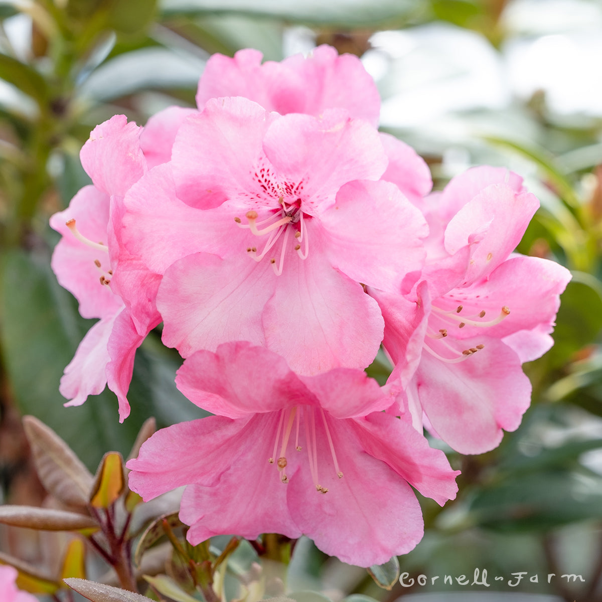 Rhododendron Gartendirektor Glocker 1gal