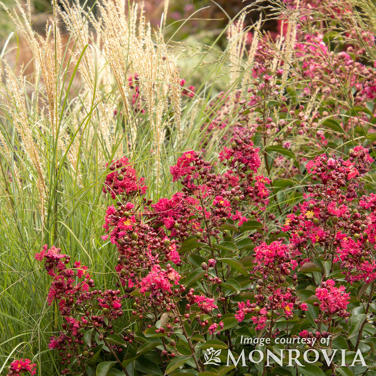 Lagerstroemia Petite Red Imp 5gal Dwarf Crape Myrtle Shrub Form