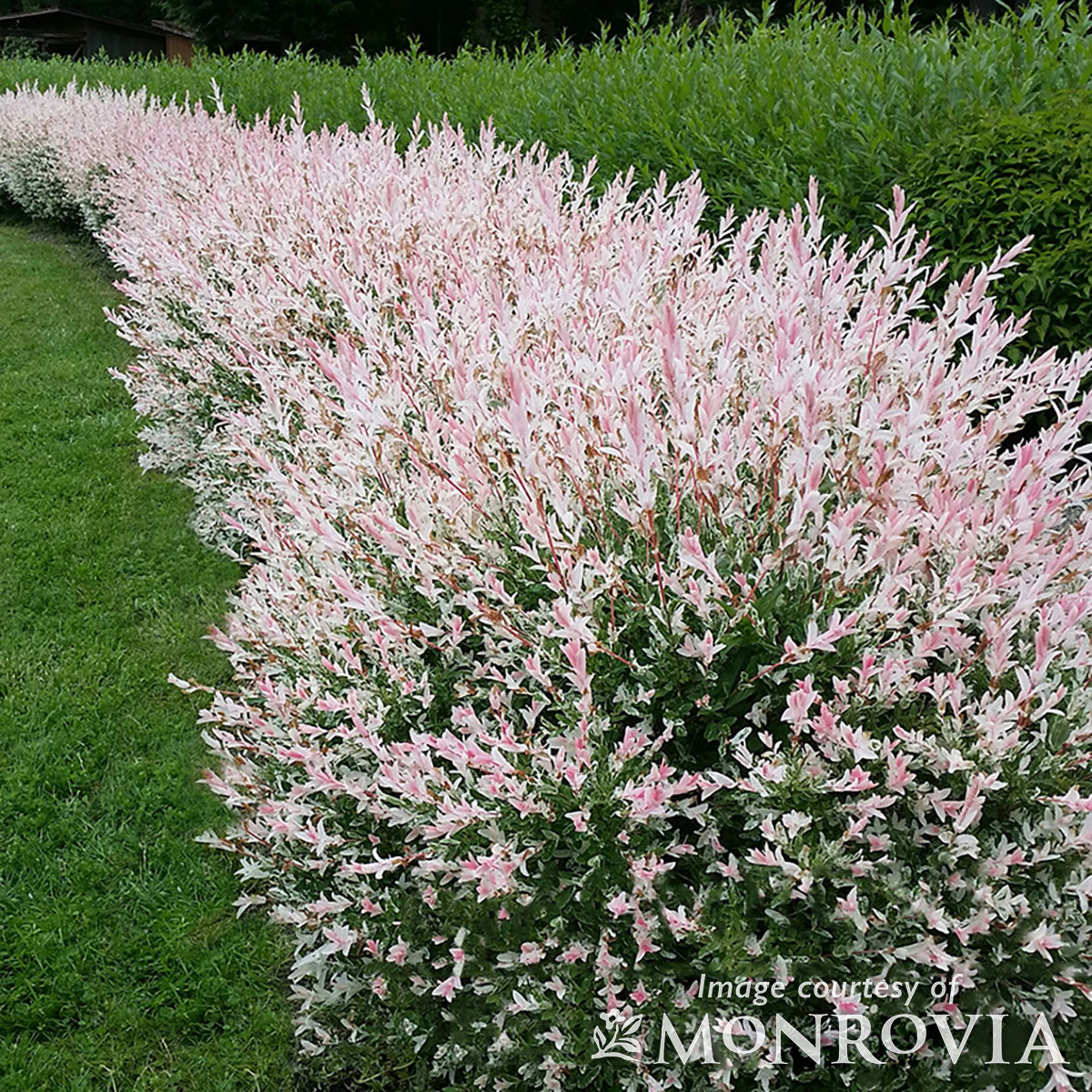 Salix i. Flamingo 5gal Dappled Willow