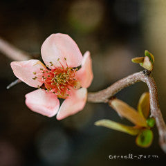 Chaenomeles s. Contorta 5gal Flowering Quince
