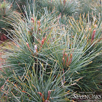 Pinus monticola 3gal Western White Pine