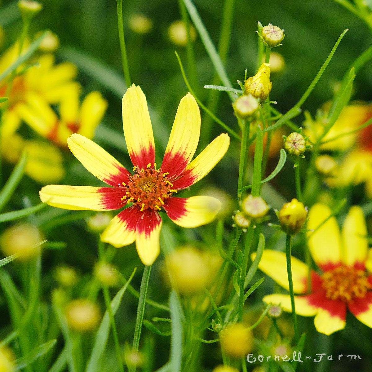 Coreopsis Firefly 1gal CF