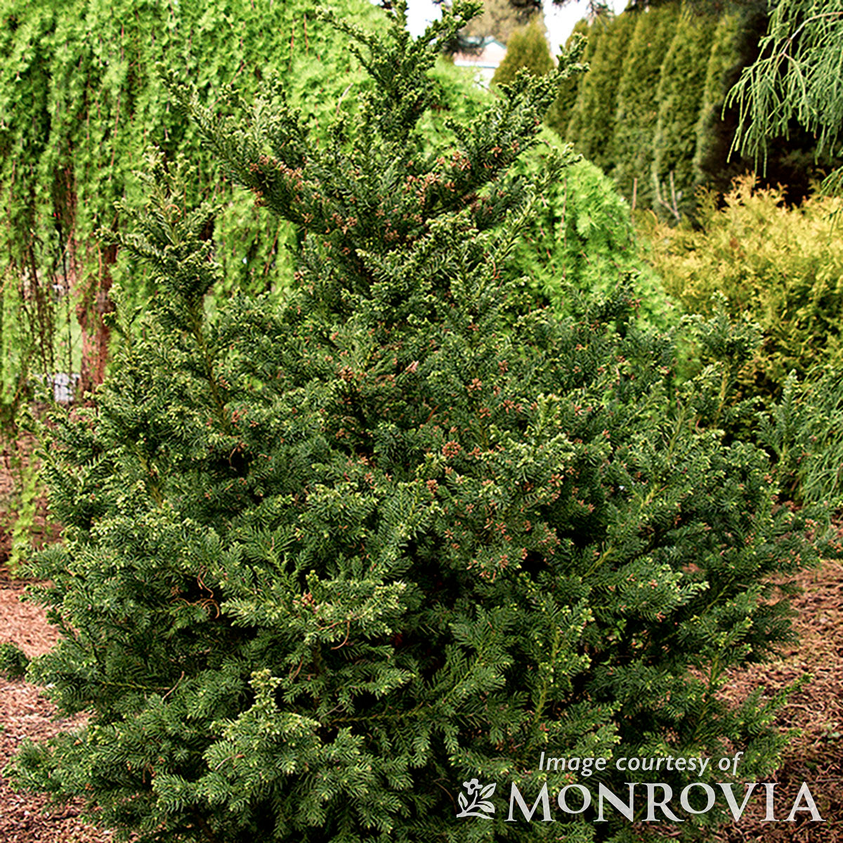 Cryptomeria j. Black Dragon 2gal Japanese Cedar