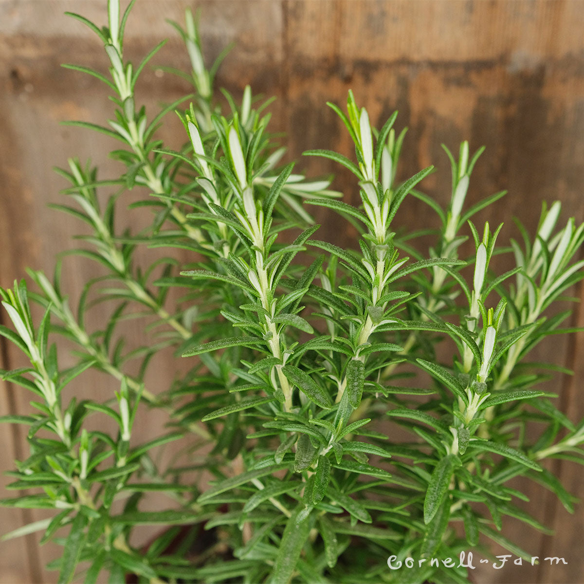 Rosmarinus off Tuscan Blue 5gal Rosemary