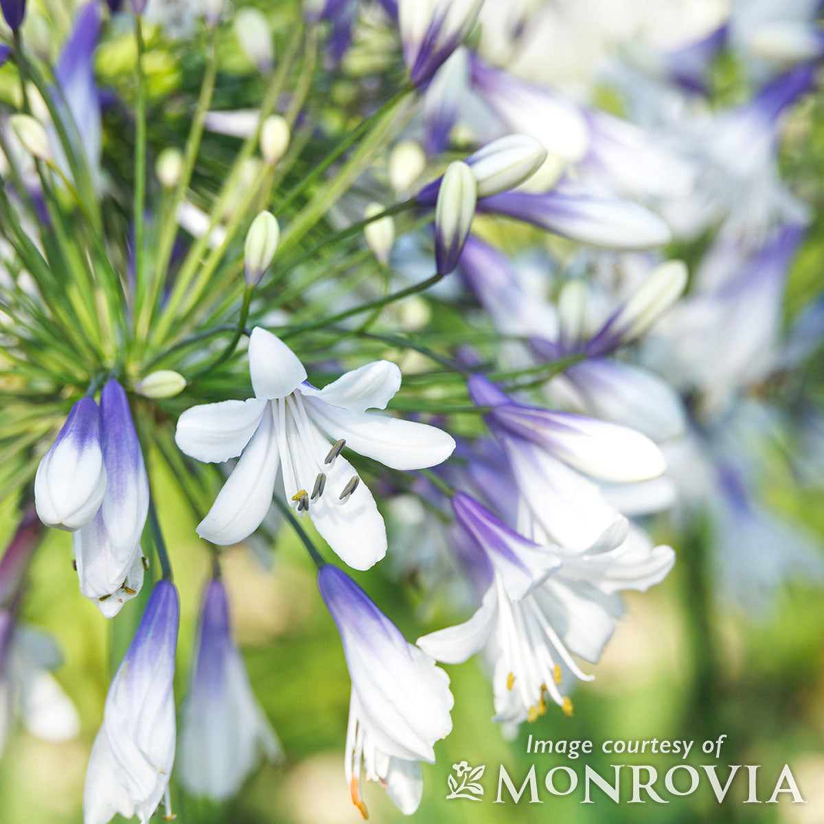 Agapanthus Fireworks 2gal