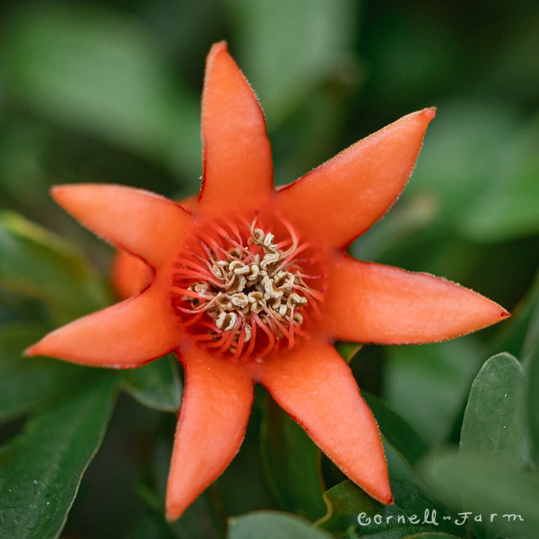 Punica granatum Nana 1gal Dwarf Pomegranate – Cornell Farm