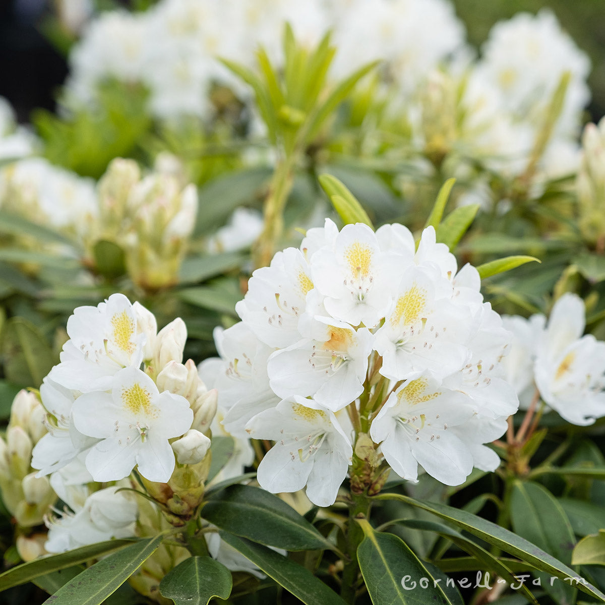 Rhododendron Chionoides 24-30in