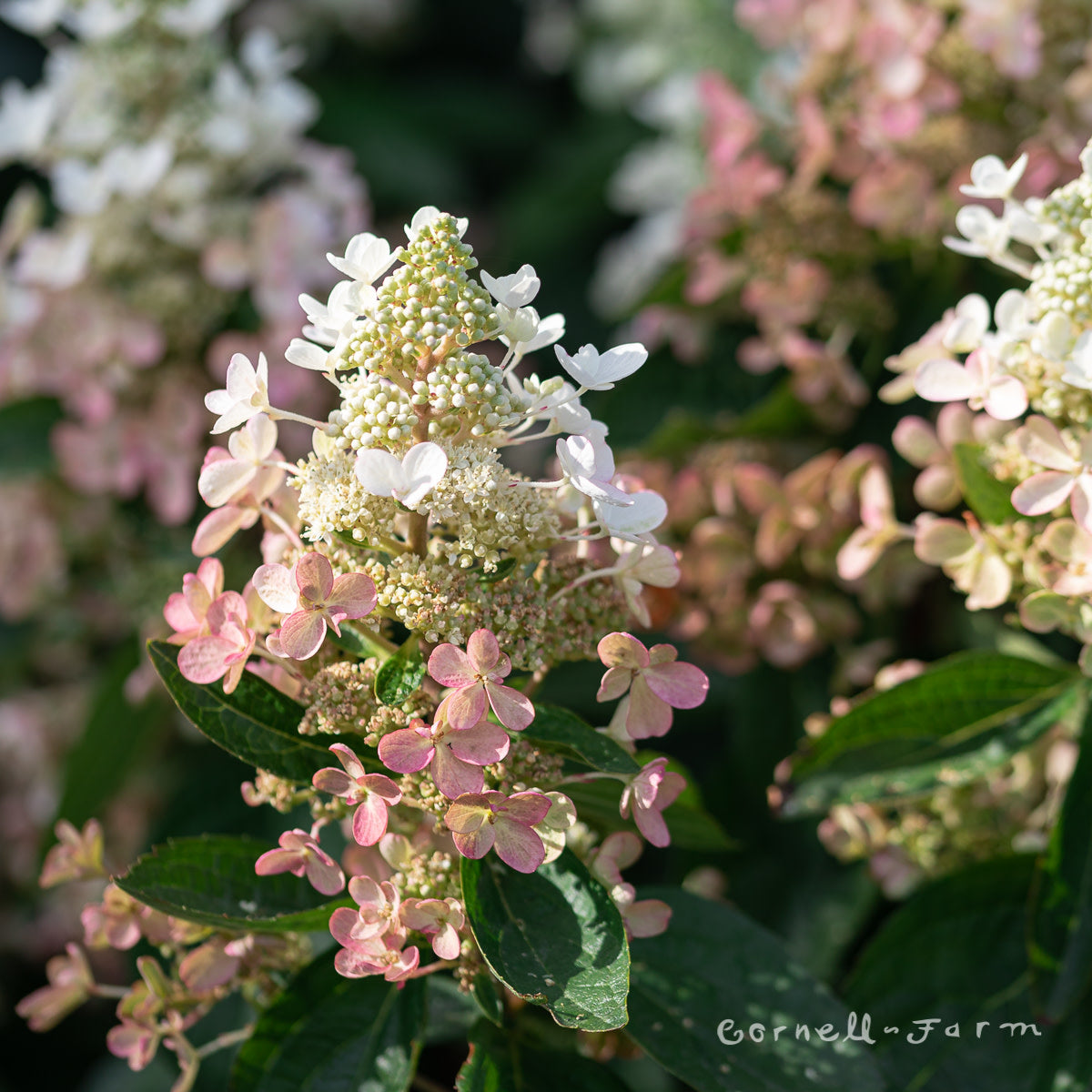 Hydrangea p. Flare 3gal – Cornell Farm