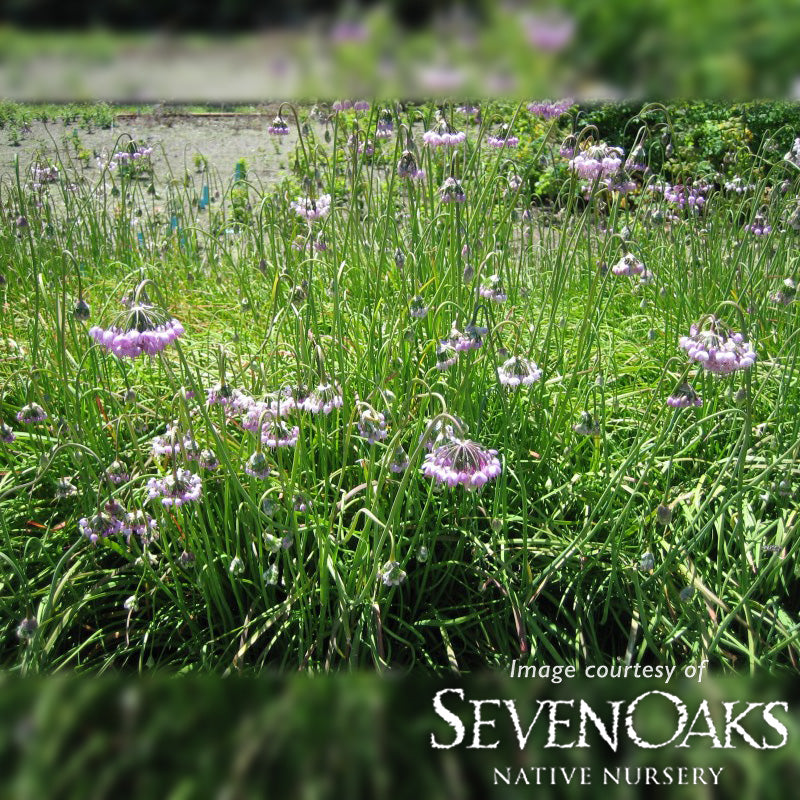 Allium cernuum Qrt Nodding Onion