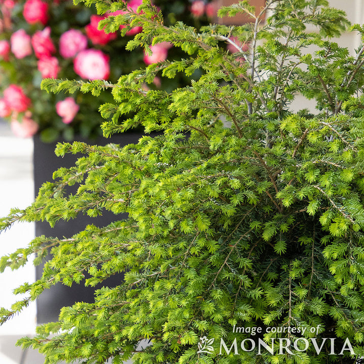 Tsuga c. Emerald Fountain 10gal Eastern Hemlock – Cornell Farm