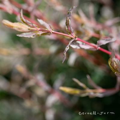 Salix i. Flamingo 5gal Dappled Willow