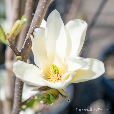 Magnolia Elizabeth 7gal