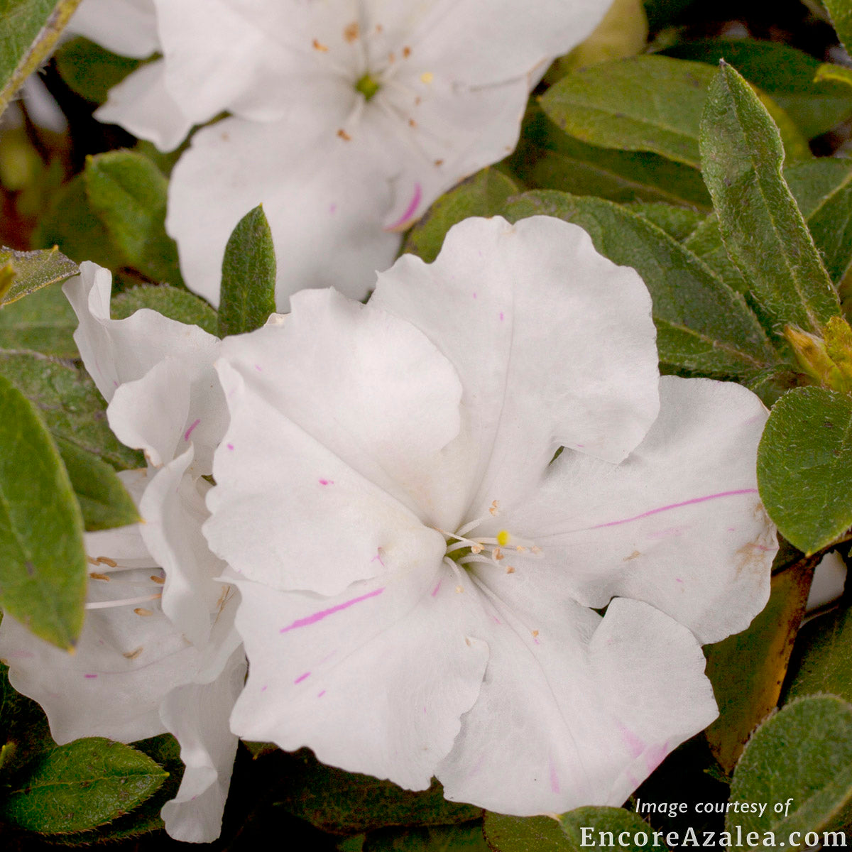 Azalea Autumn Lily 1gal Encore White