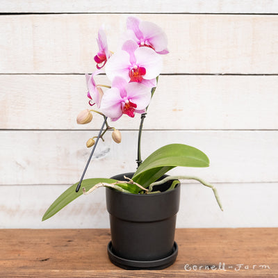 Phalaenopsis 3in Assorted Mini Moth Orchid