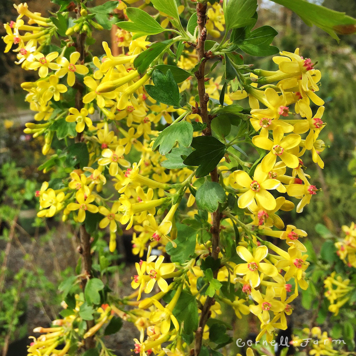 Ribes aureum 1 gal Golden Currant