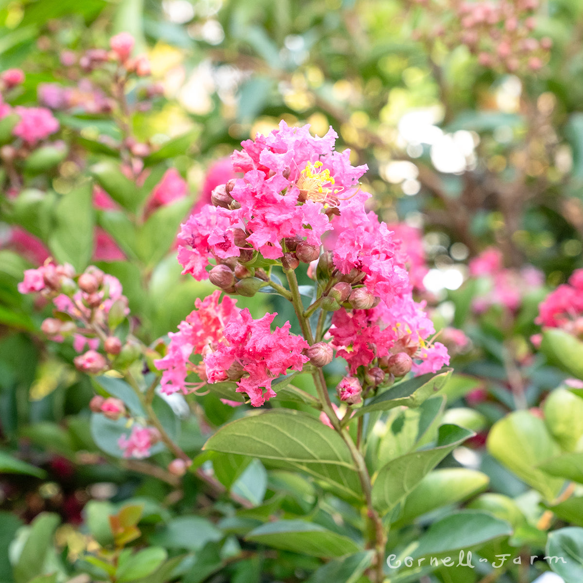 Lagerstroemia Bellini Raspberry 3gal Dwarf Crape Myrtle Shrub Form