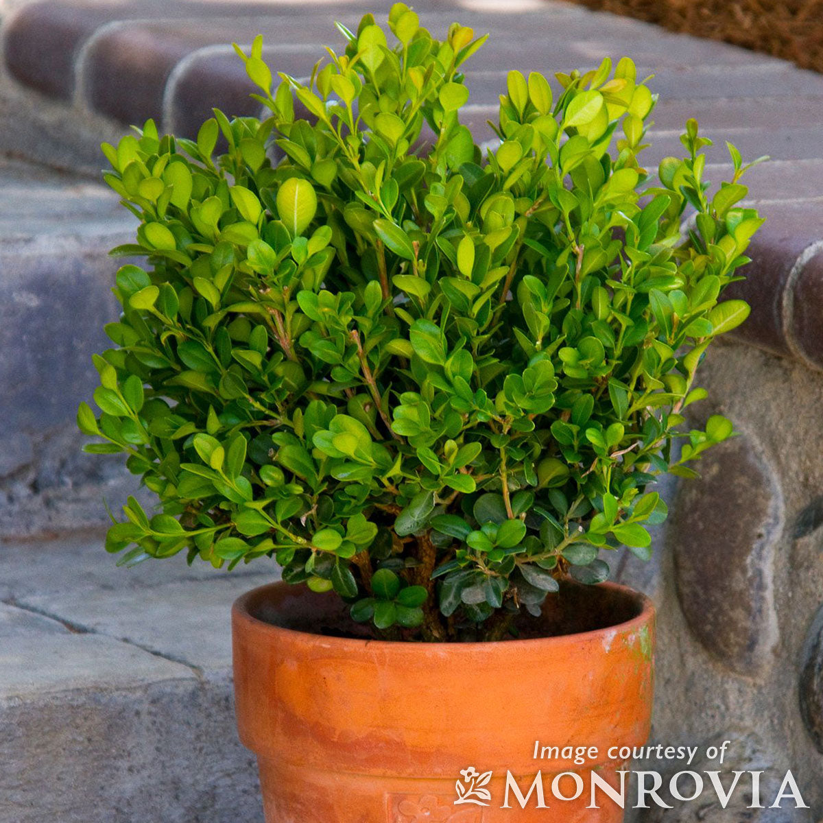 Buxus s. Suffruticosa 1gal Dwarf English Boxwood